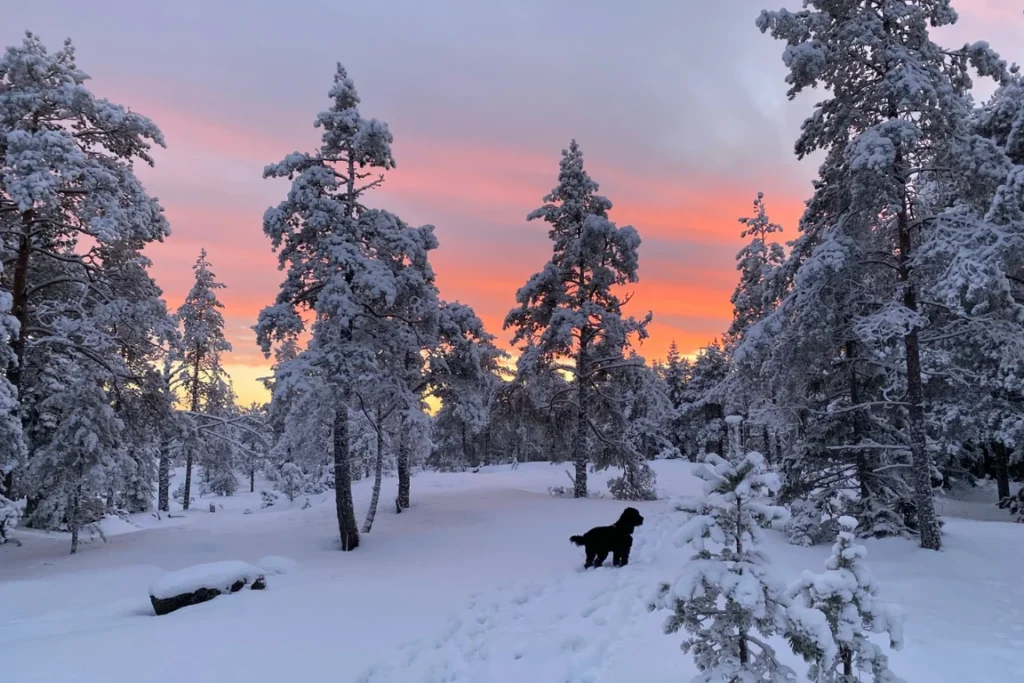 Online leeromgeving of cursusplatform wat is het verschil