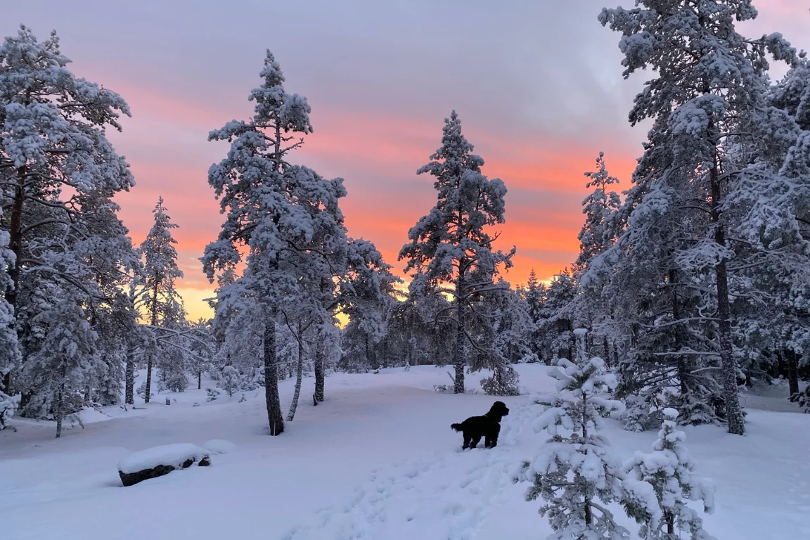 Online leeromgeving of cursusplatform wat is het verschil